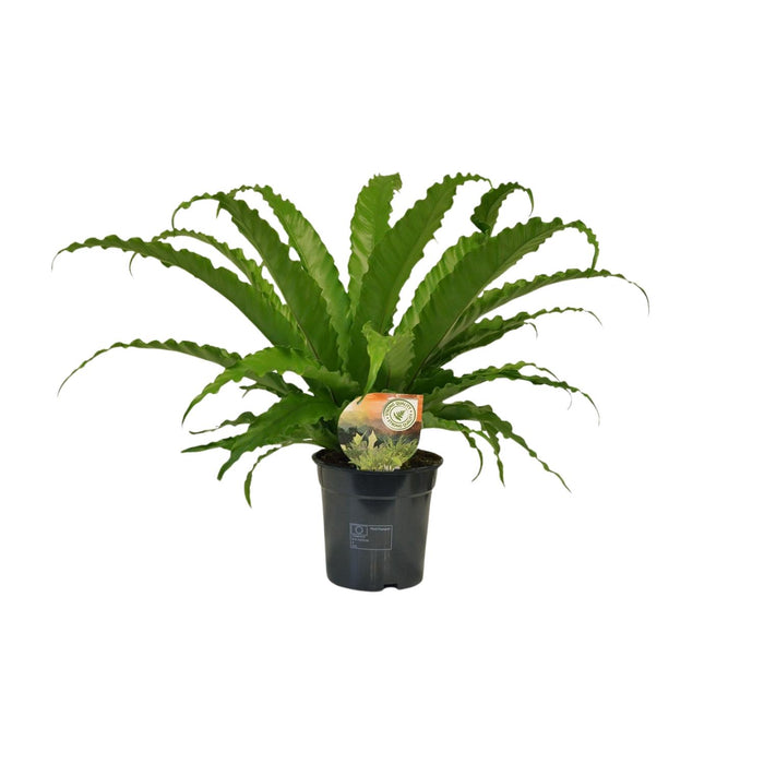 Asplenium nidus 'Osaka' - Ø17cm - ↕40cm