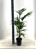 Carica l'immagine nel visualizzatore Galleria, Howea Forsteriana (Kentia) - Ø21cm - ↕110cm