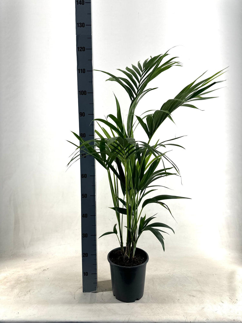 Howea Forsteriana (Kentia) - Ø21cm - ↕110cm
