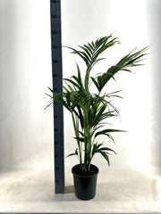 Howea Forsteriana (Kentia) - Ø21cm - ↕110cm