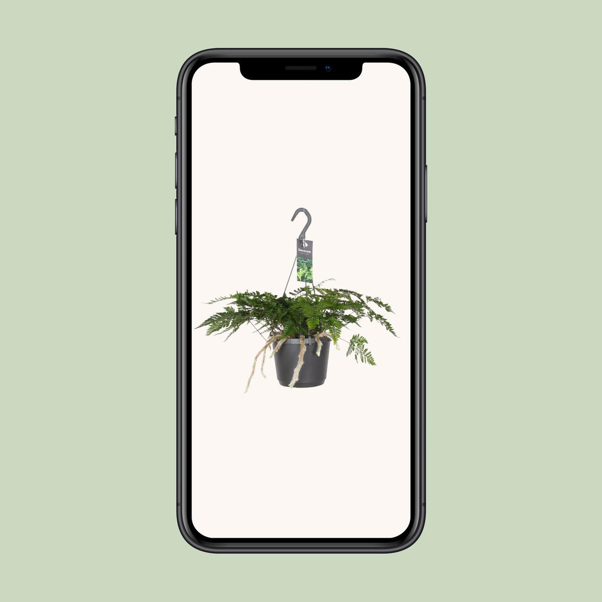 Humata tyermannii - Ø17cm - ↕25cm