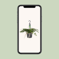Humata tyermannii - Ø17cm - ↕25cm