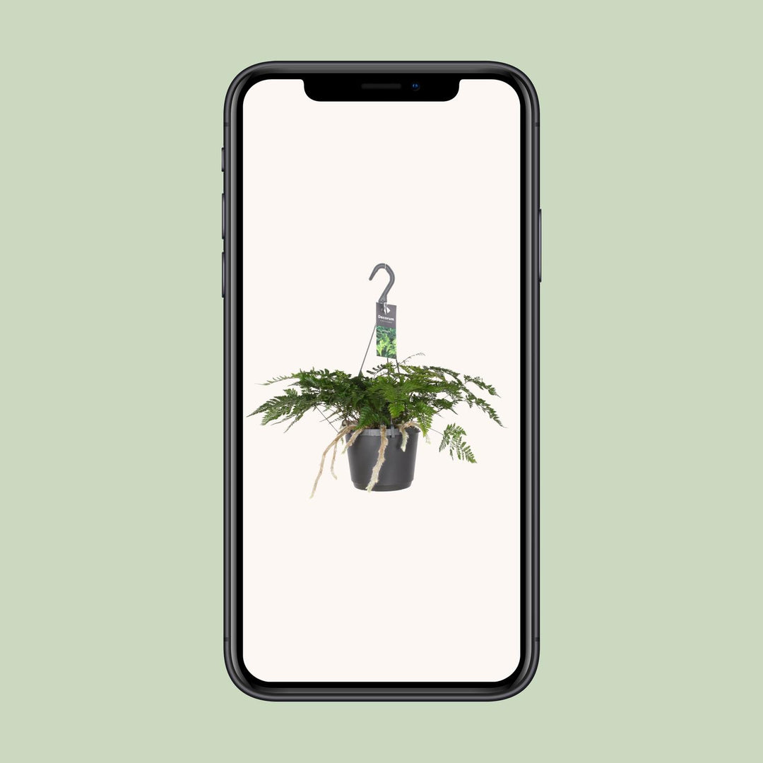 Humata tyermannii - Ø17cm - ↕25cm