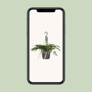 Humata tyermannii - Ø17cm - ↕25cm