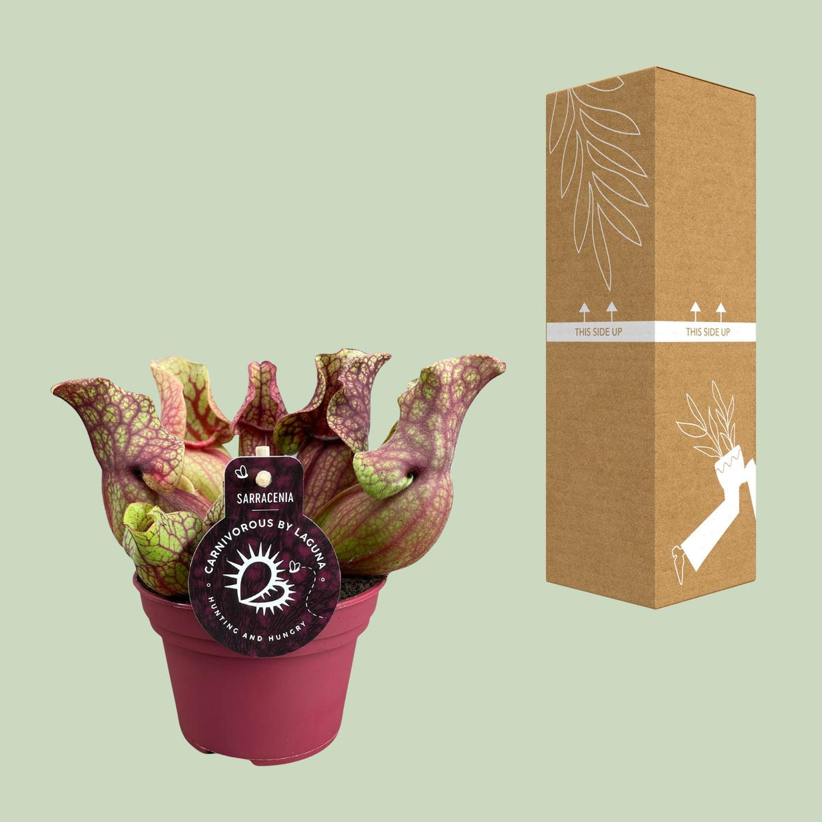 Sarracenia purpurea venosa - Ø12cm - ↕20cm