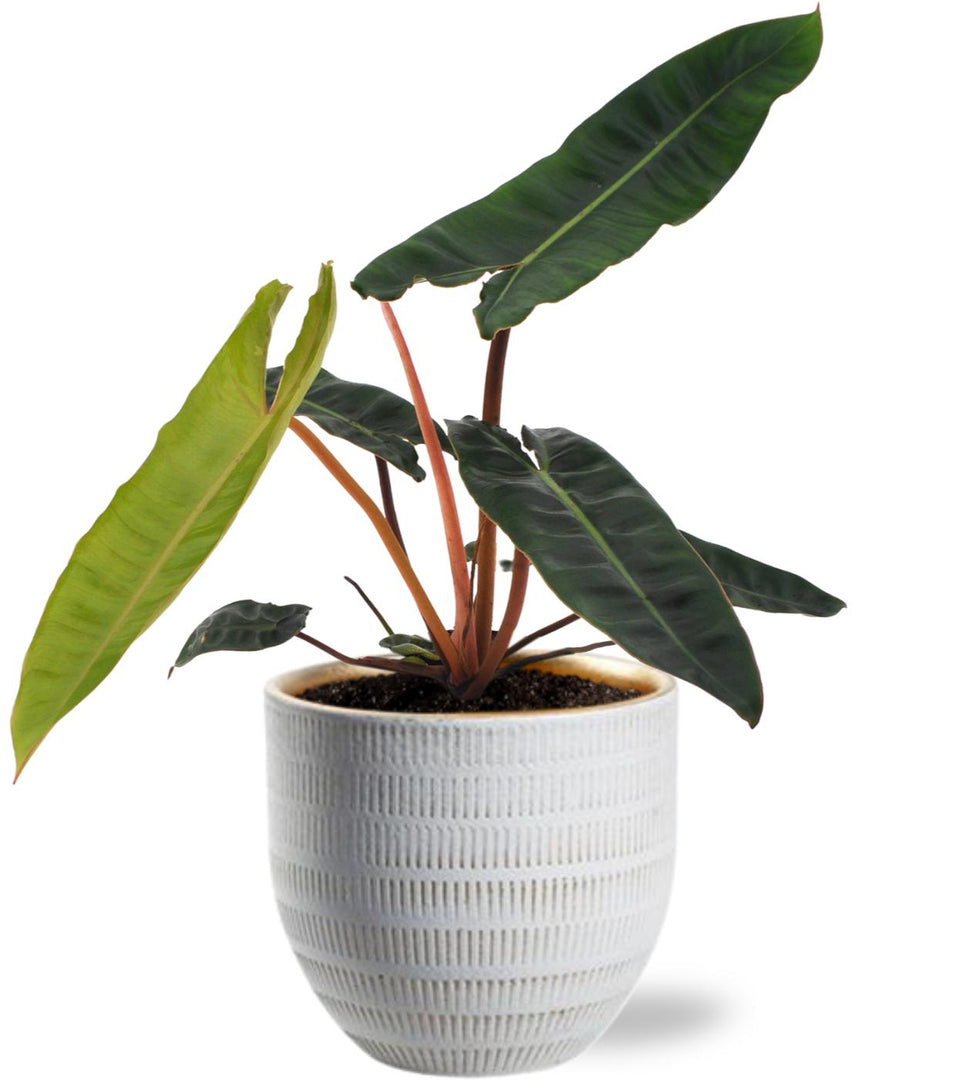 Philodendron billietiae - Ø12cm - ↕25cm + White Beau Pot D14xH13cm