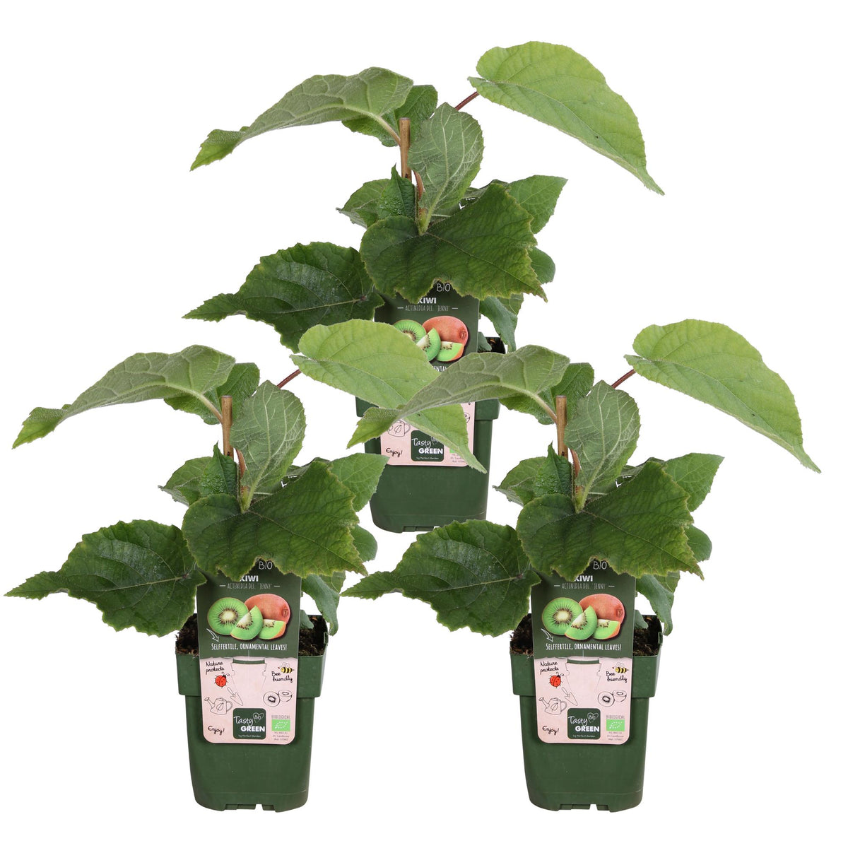 Actinidia delciosioa 'Jenny' (Kiwi) - 3 piante - ↨45cm - Ø13