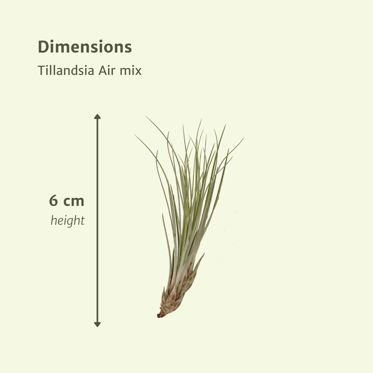 Tillandsia Air mix - 5 pezzi - ø6 - 6 cm