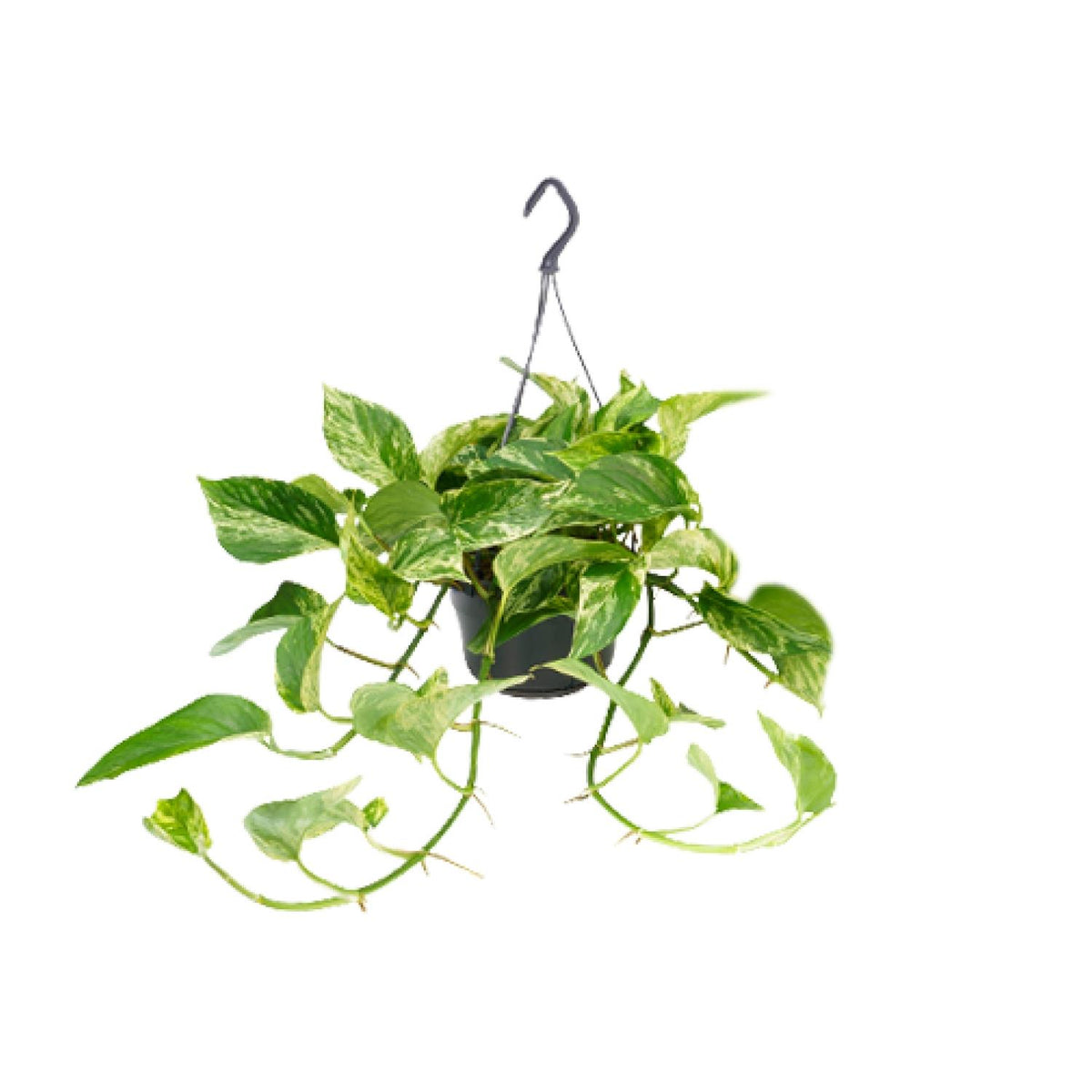 Epipremnum pinnatum 'Marble Queen' (Scindapsus) - Ø15cm - ↕25cm