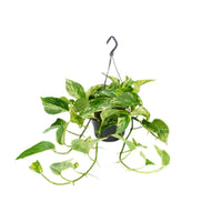Epipremnum pinnatum 'Marble Queen' (Scindapsus) - Ø15cm - ↕25cm