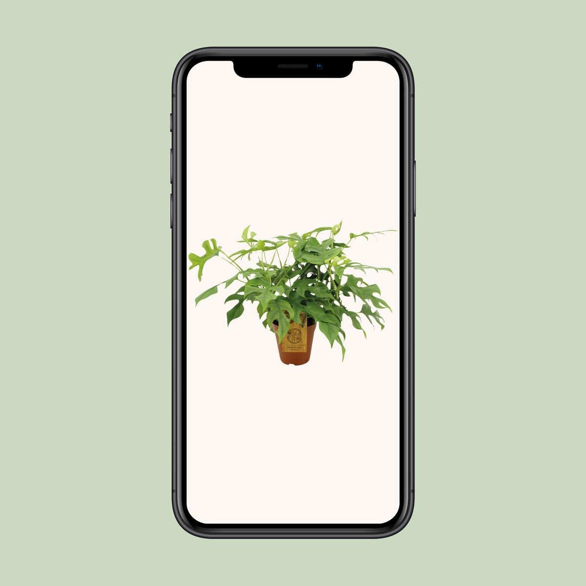 Monstera minima - Ø15cm - ↕25cm