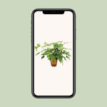 Carica l'immagine nel visualizzatore Galleria, Monstera minima - Ø15cm - ↕25cm