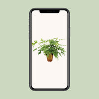 Monstera minima - Ø15cm - ↕25cm