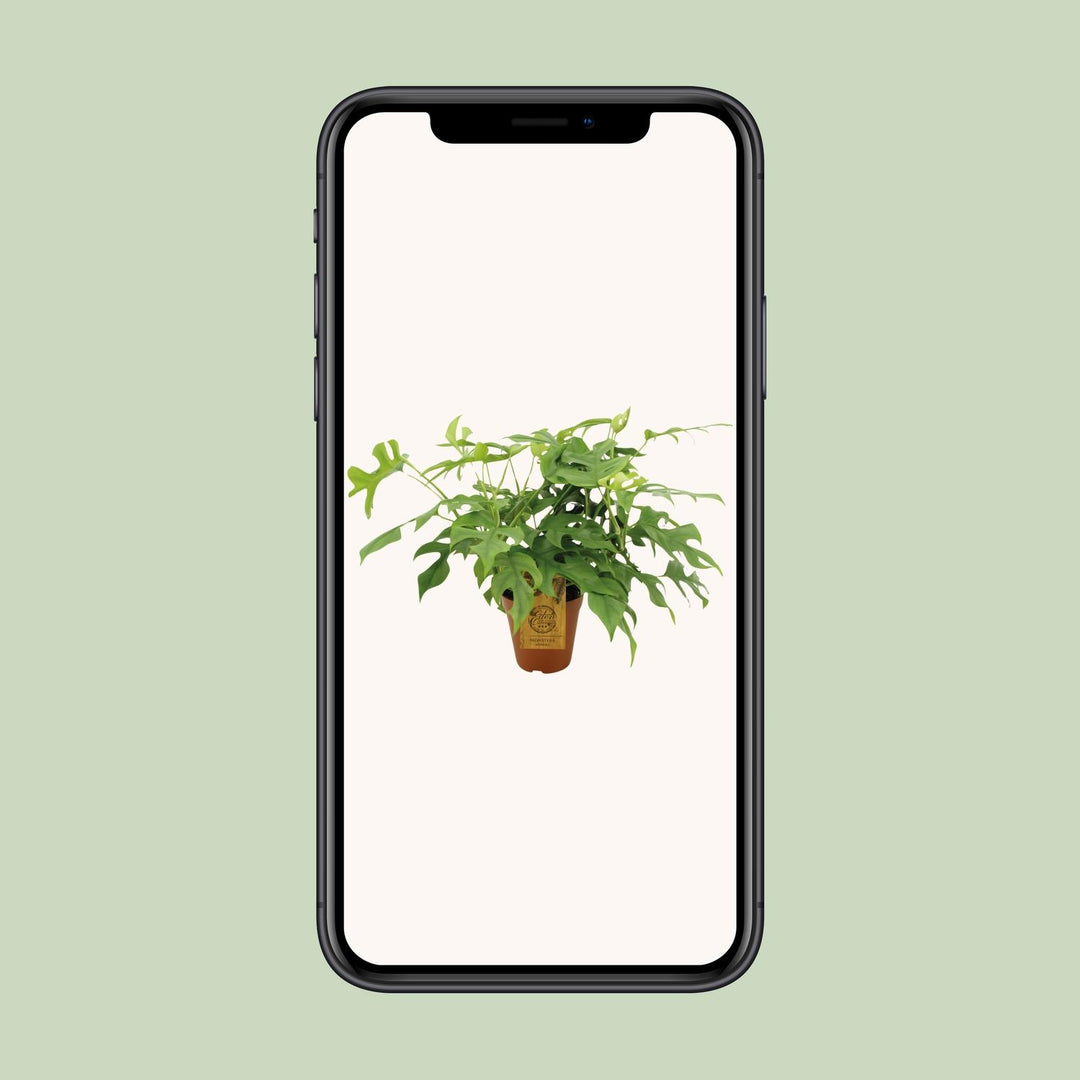 Monstera minima - Ø15cm - ↕25cm