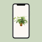 Monstera minima - Ø15cm - ↕25cm