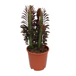 Carica l'immagine nel visualizzatore Galleria, Euphorbia trigona 'Rubra' - Ø12cm - ↕40cm