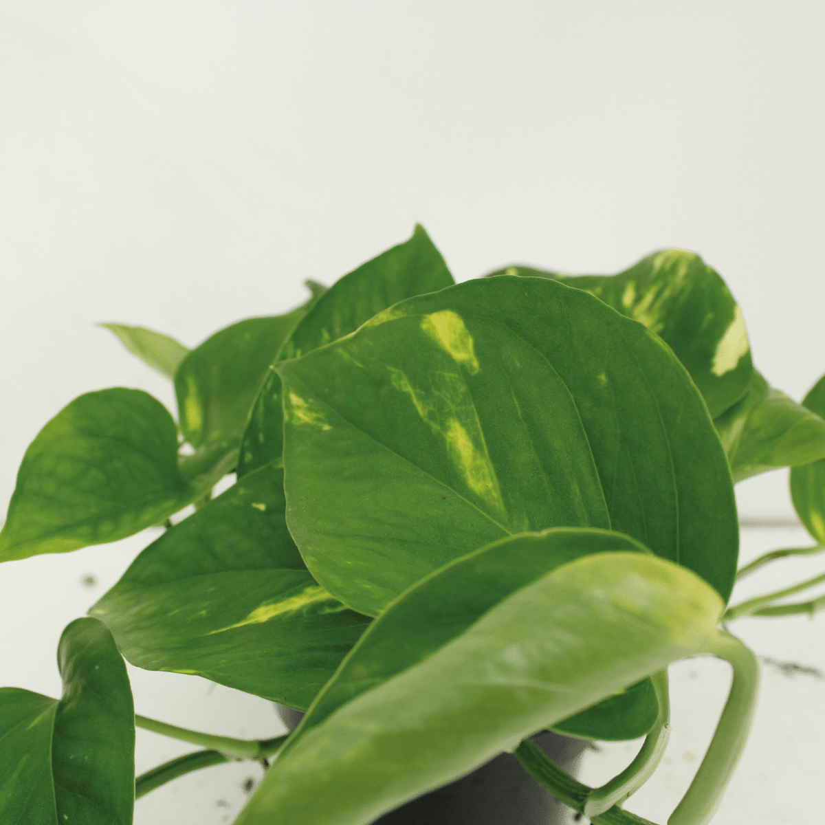 Epipremnum aureum (Scindapsus) - 2 plants - ø15 - ↕25cm