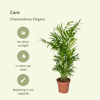 Chamaedorea elegans (Mexican Mountain Palm) - 2 plants - Ø12cm - ↕40cm