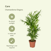 Chamaedorea elegans (Mexican Mountain Palm) - 2 plants - Ø12cm - ↕40cm