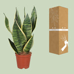 Load image into Gallery viewer, Sansevieria trifasciata &#39;Futura Superba&#39; - Ø12cm - ↕40cm
