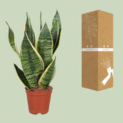 Sansevieria trifasciata 'Futura Superba' - Ø12cm - ↕40cm