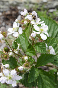 Rubus fruticosus 'Black Satin' (Rovo di more) - Ø13cm - ↕45cm