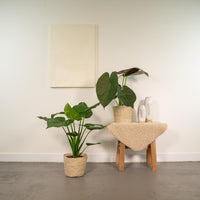 Coppia Tropicale da Interno in Cesto Selin - Alocasia cucullata - Ø19cm - ↕60cm + Alocasia Wentii - Ø19cm - ↕60cm