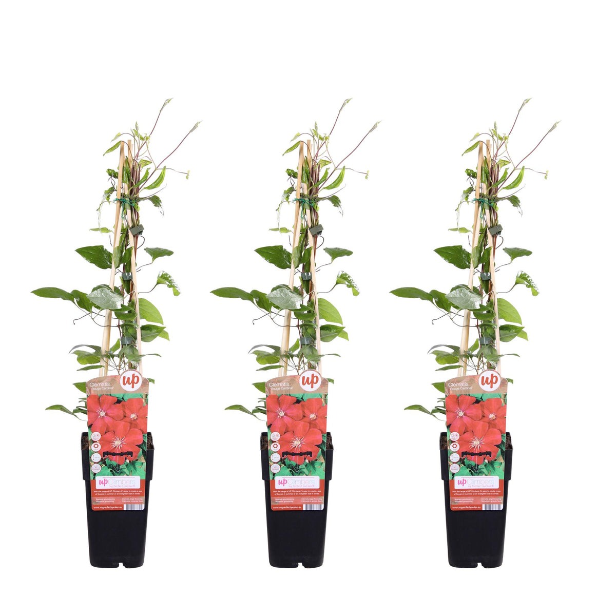 Clematis 'Rouge Cardinal' - 3 piante - ↨65cm - Ø15