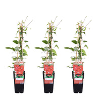 Clematis 'Rouge Cardinal' - 3 piante - ↨65cm - Ø15