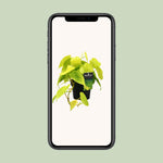 Load image into Gallery viewer, Philodendron scandens &#39;Lime&#39; - Ø12cm - ↕20cm
