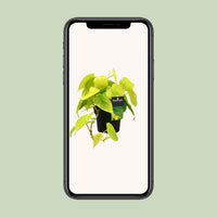 Philodendron scandens 'Lime' - Ø12cm - ↕20cm