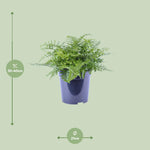 Load image into Gallery viewer, Asplenium parvati - Ø21cm - ↕40cm