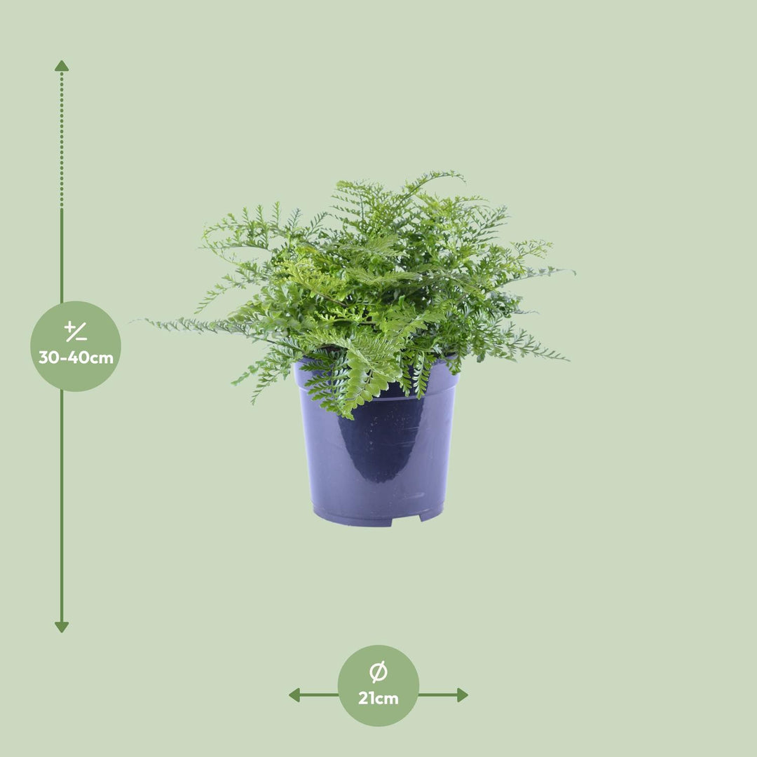 Asplenium parvati - Ø21cm - ↕40cm