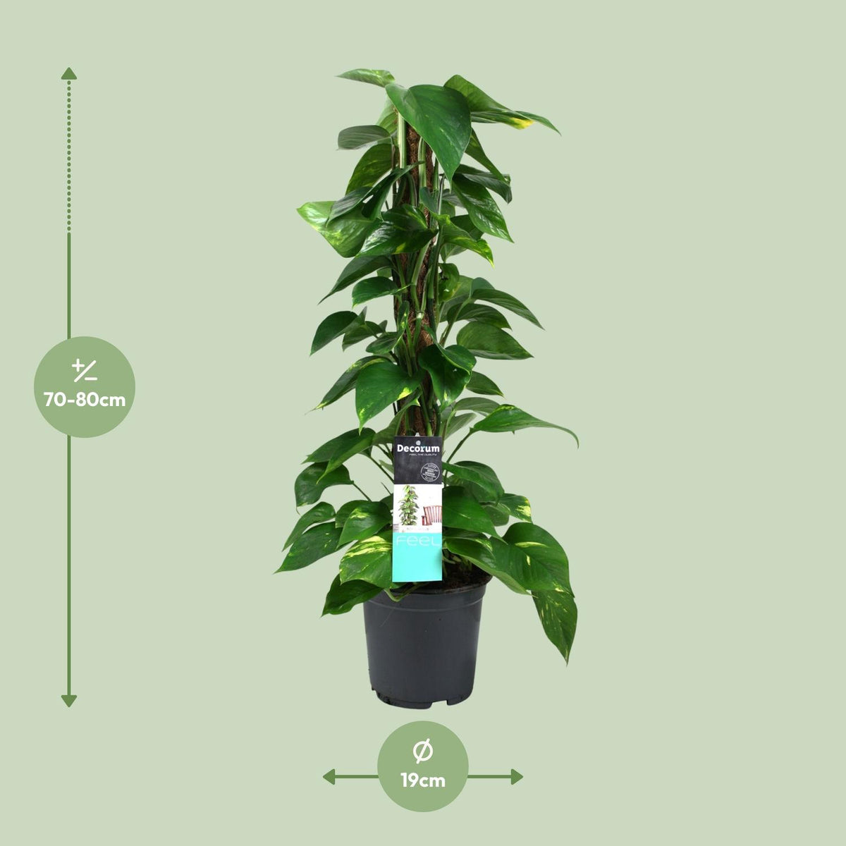 Epipremnum (Scindapsus) - Ø19cm - ↕80cm