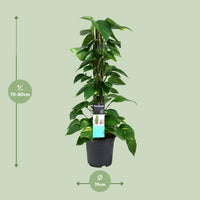 Epipremnum (Scindapsus) - Ø19cm - ↕80cm