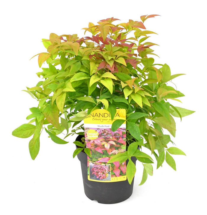 Nandina domestica 'Blush Pink' - Ø19cm - ↕30cm