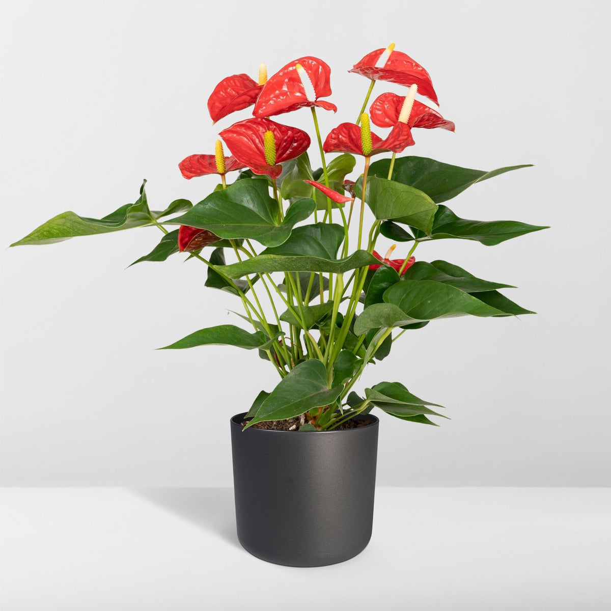 Anthurium andraeanum Red - Ø17cm - ↕55cm