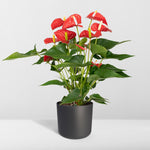 Load image into Gallery viewer, Anthurium andraeanum Red - Ø17cm - ↕55cm