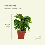 Load image into Gallery viewer, Monstera adansonii 'Monkey Leaf' - 2 Plants - ø12 - ↕30cm