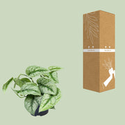 Scindapsus pictus 'Trebie' - Ø12cm - ↕15cm