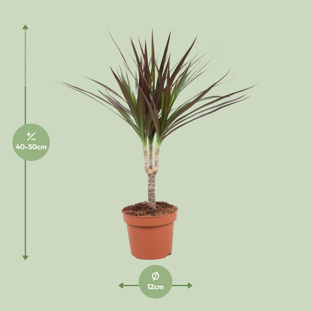 Dracaena marginata 'Magenta' - Ø12cm - ↕50cm