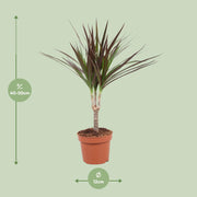 Dracaena marginata 'Magenta' - Ø12cm - ↕50cm