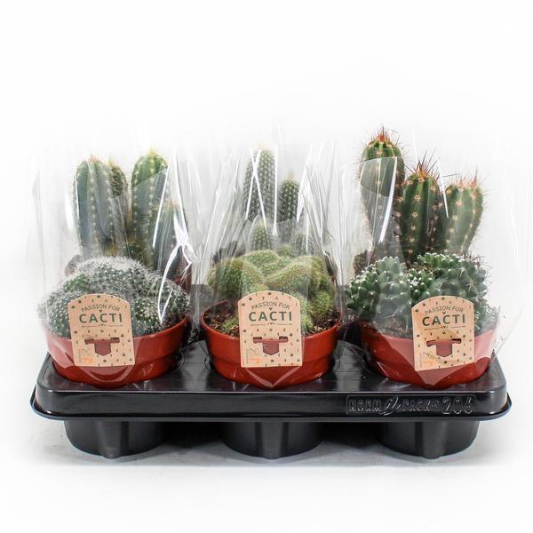 Cactus Mix - 6 plants - Ø12cm - ↕20cm
