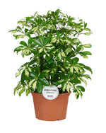 Load image into Gallery viewer, Schefflera arboricola 'Gerda' - Ø21cm - ↕55cm