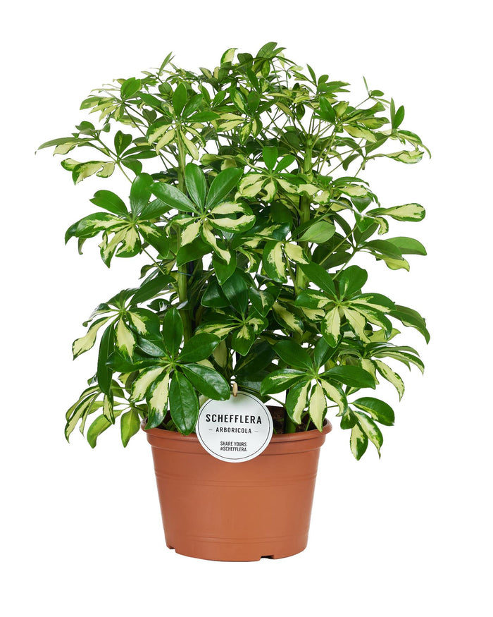 Schefflera arboricola 'Gerda' - Ø21cm - ↕55cm