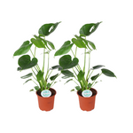 Load image into Gallery viewer, Monstera deliciosa - 2 plants - Ø14cm - ↕45cm