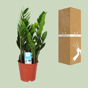 Zamioculcas zamiifolia - Ø17cm - ↕60cm