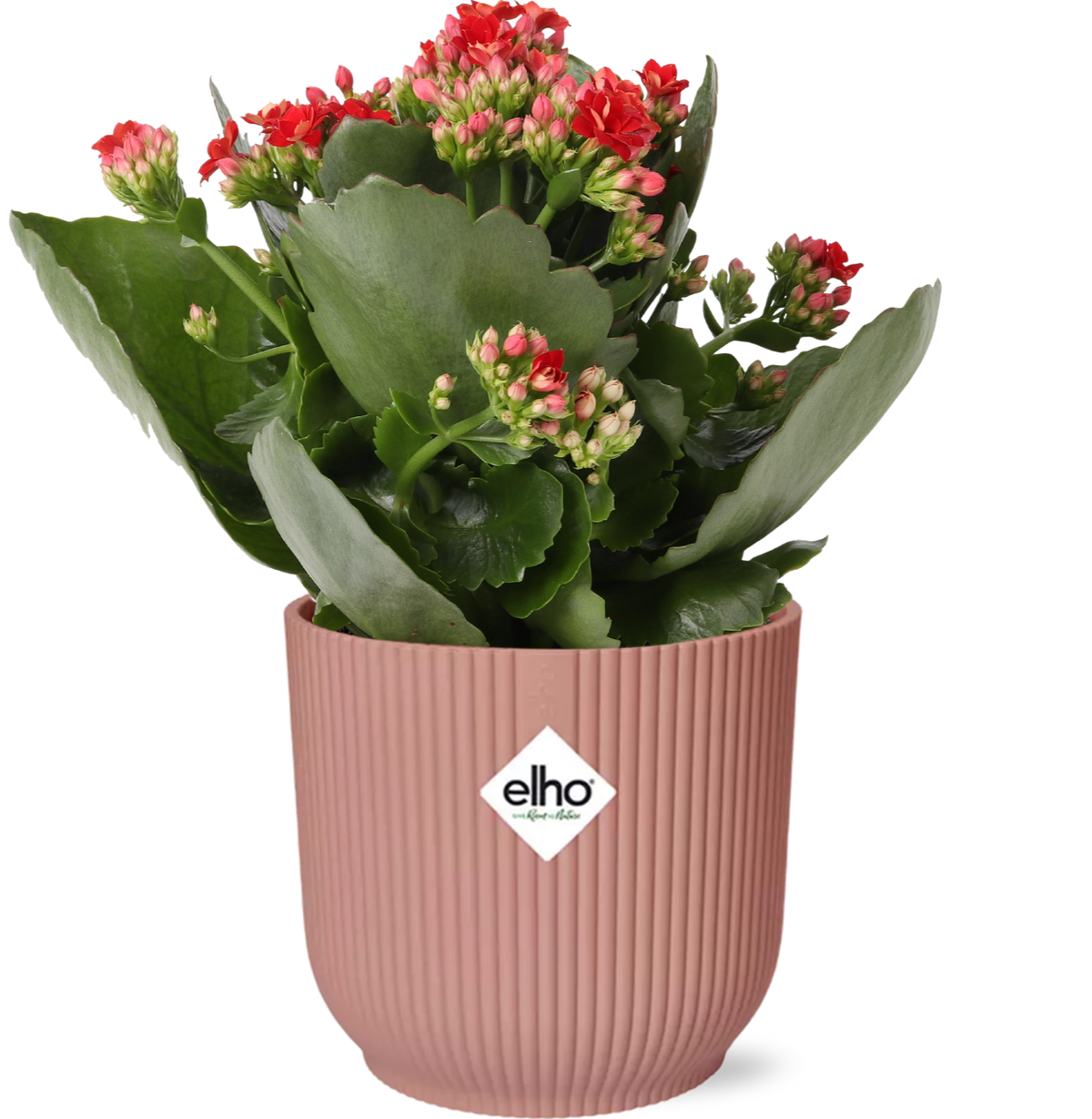 Kalanchoe blossfeldiana 'Rosalina Don Justino', Rosso, in vaso ELHO Vibes Fold pot, Rosa, Ø14cm