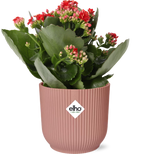 Load image into Gallery viewer, Kalanchoe blossfeldiana 'Rosalina Don Justino', Red, in ELHO Vibes Fold pot, Pink, Ø14cm