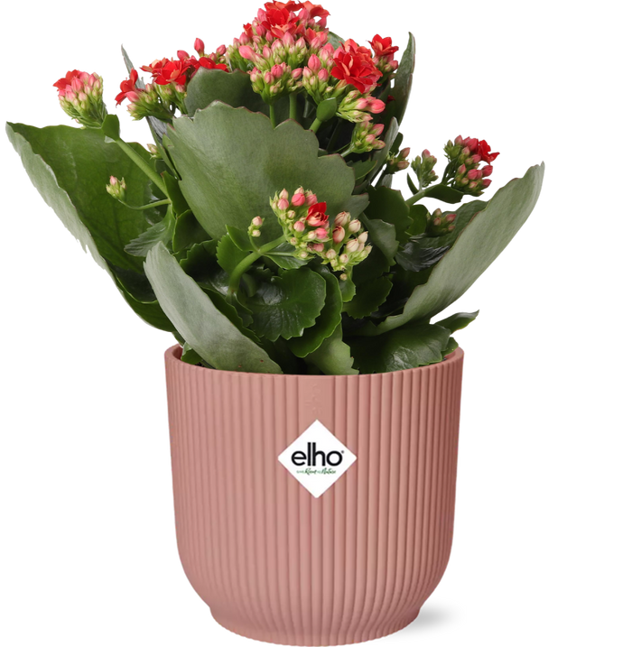 Kalanchoe blossfeldiana 'Rosalina Don Justino', Red, in ELHO Vibes Fold pot, Pink, Ø14cm